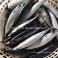 Pescado congelado Pacific Mackerel WR Tamaño 300-500G